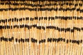 Closeup shot of lots of matches put in rows Royalty Free Stock Photo