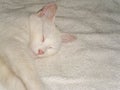 closeup of a lovely white cat sleeping on a white cloth Royalty Free Stock Photo