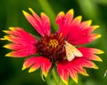 Closeup shot of a Loxostege sticticalis on the blanket flowers on a sunny day