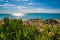 Closeup shot of lush succulent plants on a rocky beach shoreline. Royalty Free Stock Photo