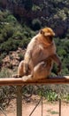 Closeup shot of a macaques