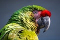 Closeup shot of a macaw parrot with colorful feathers on a grey background Royalty Free Stock Photo