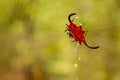 Closeup shot of the Macracantha spider