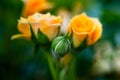 Closeup shot or macro of a rich orange or light yellow rose Royalty Free Stock Photo