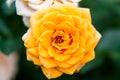 Closeup shot or macro of a rich orange or light yellow rose Royalty Free Stock Photo