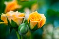 Closeup shot or macro of a rich orange or light yellow rose Royalty Free Stock Photo