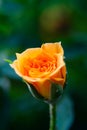 Closeup shot or macro of a rich orange or light yellow rose Royalty Free Stock Photo