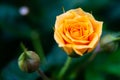 Closeup shot or macro of a rich orange or light yellow rose Royalty Free Stock Photo