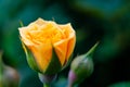 Closeup shot or macro of a rich orange or light yellow rose Royalty Free Stock Photo