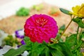 Closeup shot of magenta dahlia flower in the garden Royalty Free Stock Photo