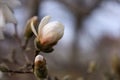 Closeup shot of a magnolia bud on a tree branch Royalty Free Stock Photo