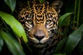 Closeup shot of a majestic leopard crouching in the foliage, AI-generated. Royalty Free Stock Photo