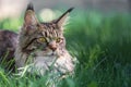 Closeup shot of a majestic tabby maine coon cat in grass