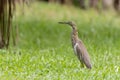 Malagasy pond heron, Chinese pond heron in nature