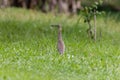 Malagasy pond heron, Chinese pond heron in nature