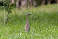 Malagasy pond heron, Chinese pond heron in nature