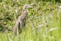 Malagasy pond heron, Chinese pond heron in nature