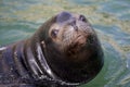 Closeup of a califorian sea lion