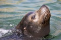 Closeup of a califorian sea lion