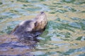 Closeup of a califorian sea lion