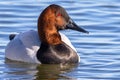 Closeup shot of a male canvasback duck