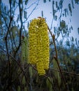 Closeup shot of male catkins of a hazel.