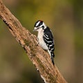 Closeup shot of a male downy woodpecker bird perched on a tree branch Royalty Free Stock Photo