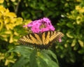 Closeup shot of a male eastern tiger swallowtail butterfly on a pink flower Royalty Free Stock Photo