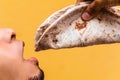 Closeup shot of a male eating typical Honduras food Baleada. Typical Honduras food concept