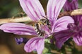 Closeup shot of a male great banded furrow bee, Halictus scabiosae in a purple Mallow flower Royalty Free Stock Photo