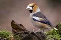 Closeup shot of a male hawfinch sitting on a branch with a blurry background Royalty Free Stock Photo