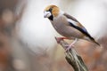 Closeup shot of a male hawfinch sitting on a branch with a blurry background Royalty Free Stock Photo