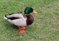 Closeup shot of male Mallard duck on grass