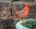 Closeup shot of a male northern cardinal near the wall Royalty Free Stock Photo