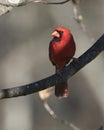Closeup shot of a male northern cardinal perched on a tree branch. Dover, Tennessee Royalty Free Stock Photo