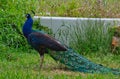 Closeup shot of a male peacock in nature