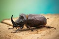 Closeup shot of male Rhinoceros beetle Oryctes nasicornis