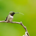 Closeup shot of a male Ruby-Throated Hummingbird (Archilochus colubris) perched on a branch Royalty Free Stock Photo