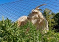 Closeup shot of a male Saanen goat behind an interlink fence on a farm