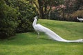 Closeup shot of a male white peacocks with spread tail-feathers on the ground