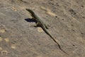 Closeup shot of a Maltese wall lizard basking in the sun on a limestone rock Royalty Free Stock Photo