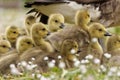 Closeup shot of a mama swan with its baby swans in a forest Royalty Free Stock Photo