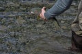 Closeup shot of a man holding a fish he had just caught standing in the river Royalty Free Stock Photo