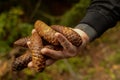 Closeup shot of a man& x27;s hand holding a group of pine cones