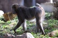 Closeup shot of a mandrill (Mandrillus sphinx)