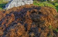 Closeup shot of a manure heap in the garden Royalty Free Stock Photo