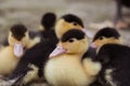 Closeup shot of many adorable yellow black ducklings