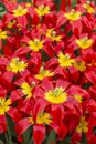 Closeup shot of many blooming beautiful vibrant red yellow flowers Royalty Free Stock Photo