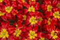 Closeup shot of many blooming beautiful vibrant red yellow tulip flowers Royalty Free Stock Photo