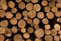 Closeup shot of many cut wooden logs - nature abuse concept Royalty Free Stock Photo